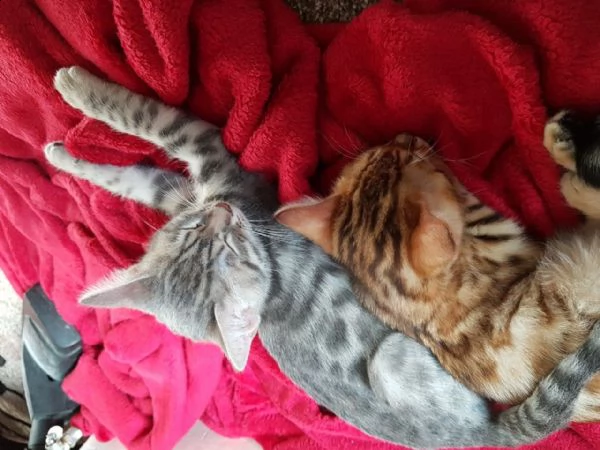 bengala gattini cuccioli 