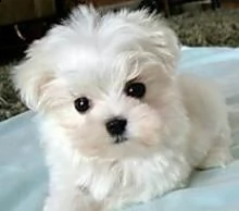 bellissimo cucciolo maltese per adozione
