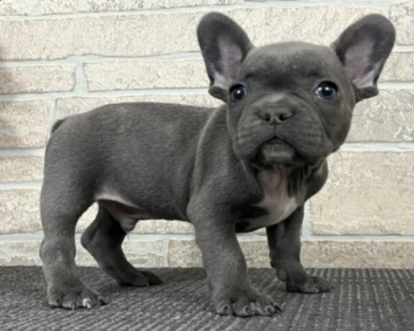 vendita cucciolo bouledogue francese bringè vendesi