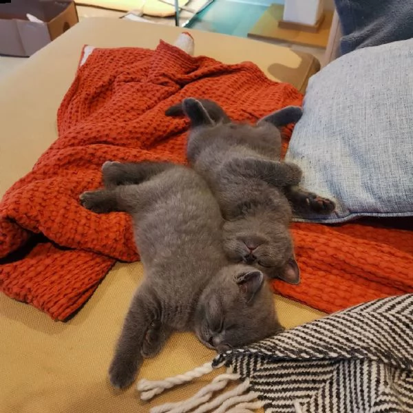 gatto british shorthair