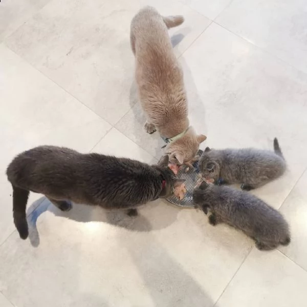 i nostri piccoli gattini