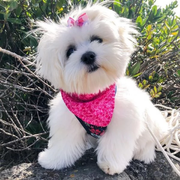 regalo maltese[at][at][at][at][at][at]