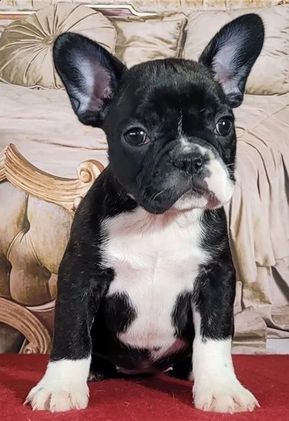 bulldog francese 
