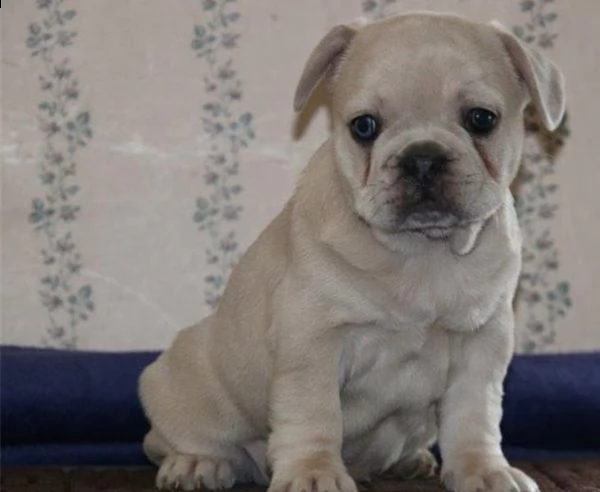bulldog francese  | Foto 0