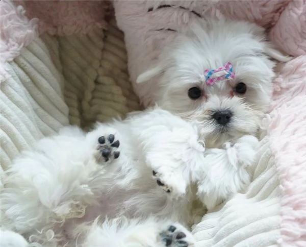 cuccioli maltesi