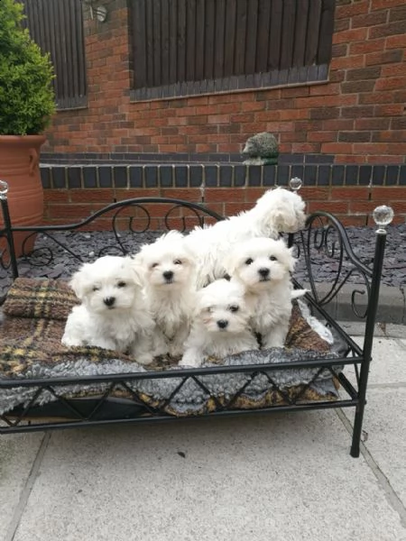 regalo dolci cuccioli maltese per l'adozione