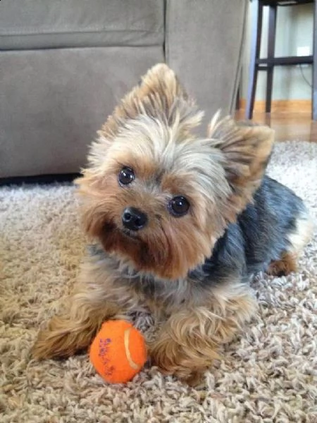regalo abbiamo avere amorevole yorkie cuccioli per l'adozione