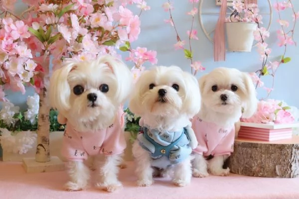 bellissimi cuccioli maltesi per famiglie adorabili