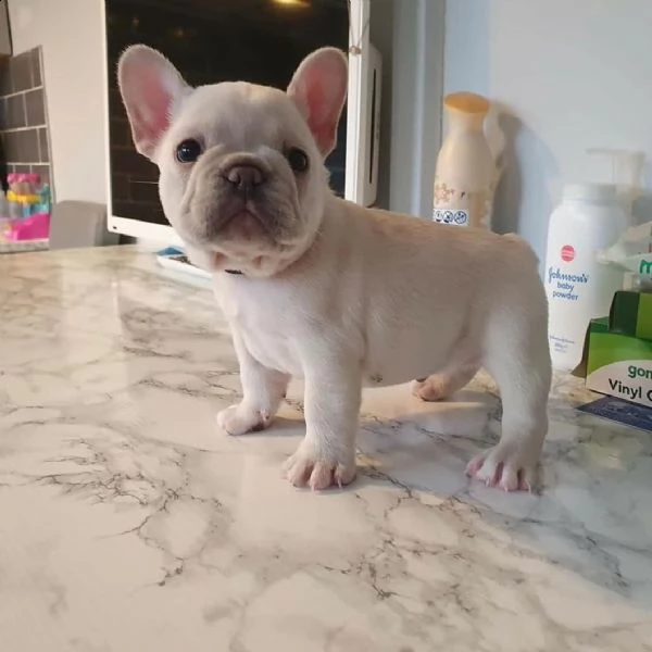 disponibili cucciole di bulldog francese