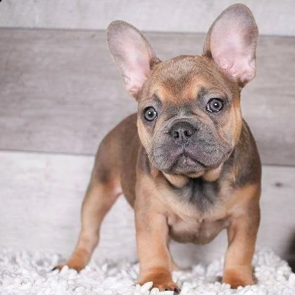 disponibili cucciole di bulldog francese | Foto 1