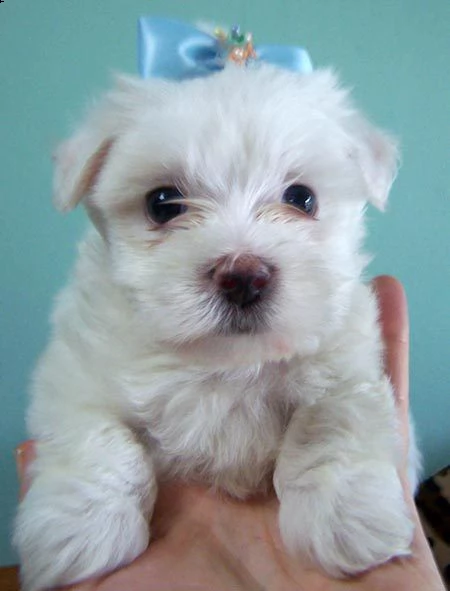 bellissimo cucciolo maltese pronto a partire//////.....;/' | Foto 1