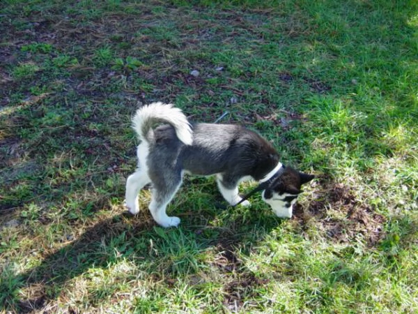  siberian husky occhi color ghiaccio stupendi