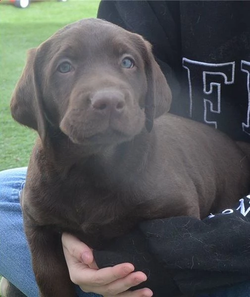 cuccioli di labrador 