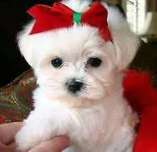 bellissimi cuccioli di maltese maschio e femmina 