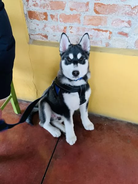 cucciolo di husky puro vaccinato regolarmente, microcip, e libretto sanitario | Foto 6