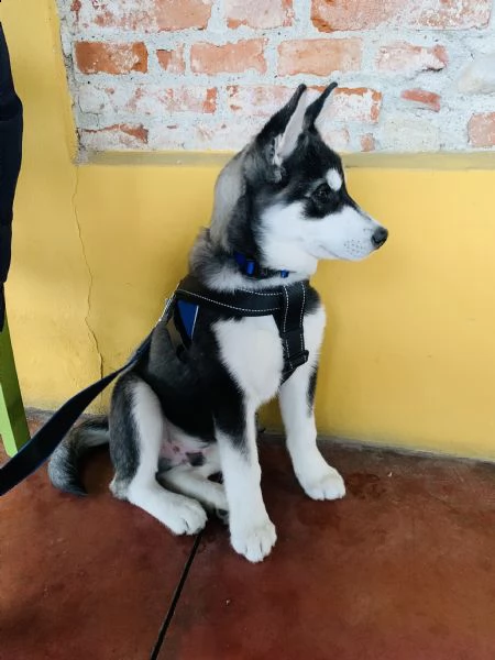 cucciolo di husky puro vaccinato regolarmente, microcip, e libretto sanitario | Foto 5