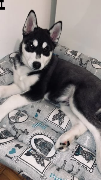 cucciolo di husky puro vaccinato regolarmente, microcip, e libretto sanitario | Foto 4