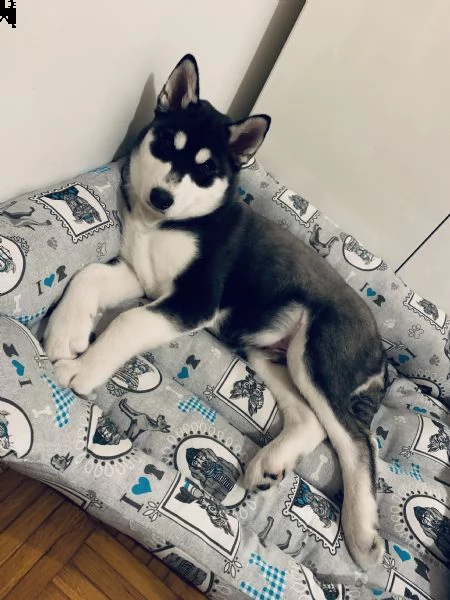 cucciolo di husky puro vaccinato regolarmente, microcip, e libretto sanitario | Foto 3