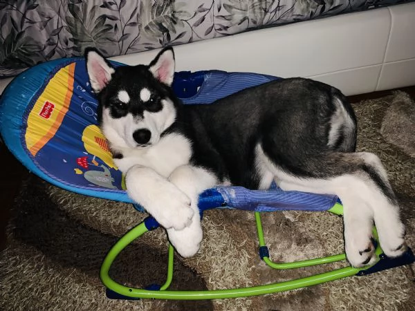cucciolo di husky puro vaccinato regolarmente, microcip, e libretto sanitario | Foto 2