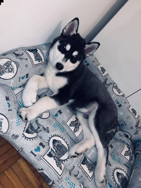 cucciolo di husky puro vaccinato regolarmente, microcip, e libretto sanitario