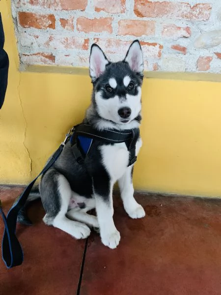 cucciolo di husky puro vaccinato regolarmente, microcip, e libretto sanitario | Foto 1