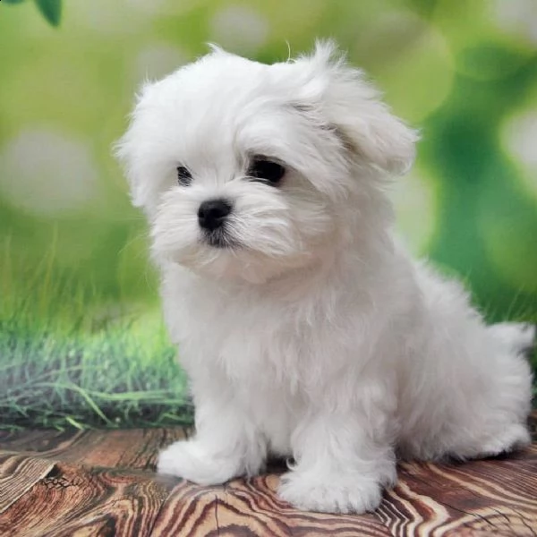 cuccioli maltesi molto dolci e affascinanti