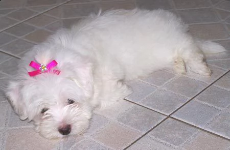 bellissimo cucciolo maltese che ha bisogno di una nuova casa///erwtrdtr