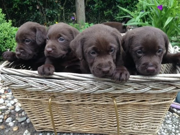 cuccioli di labrador | Foto 0