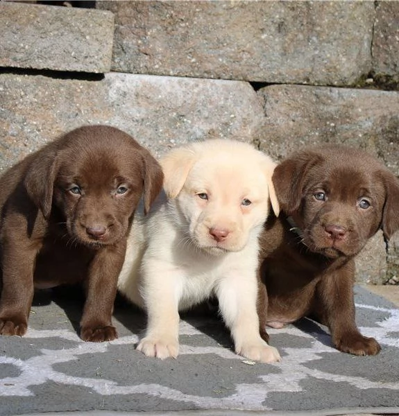 cuccioli di labrador