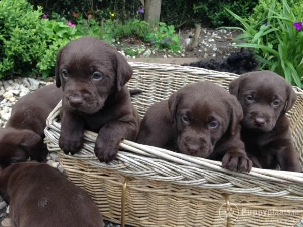 bellissimi  cuccioli di labrador