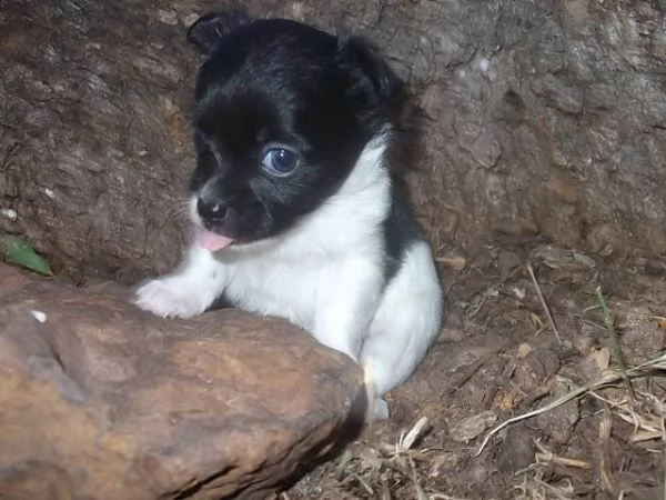 //bellissimo cucciolo chihuahua che ha bisogno di una nuova casa | Foto 1