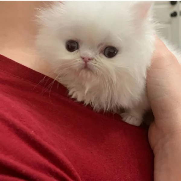 gattini persiani giocosi per adozione.