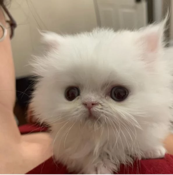 gattini persiani giocosi per adozione. | Foto 1