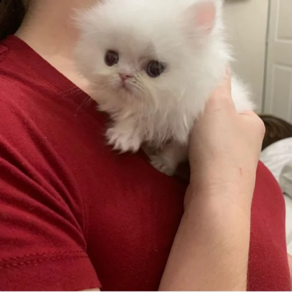 gattini persiani giocosi per adozione. | Foto 0