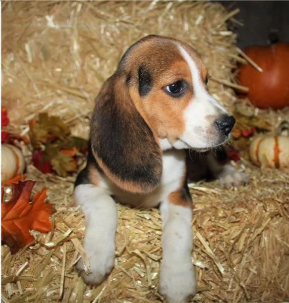 bellissimi cuccioli di beagle in vendita
