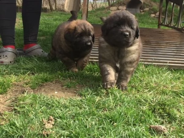 ultimi cuccioli leonberger disponibili