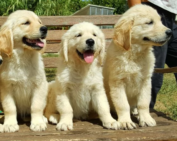 vendita cucciolo cuccioli di golden retrievers 