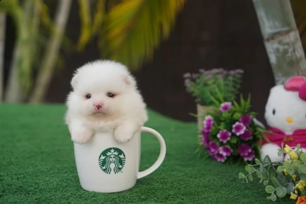 regalo  volpino ()() | Foto 0