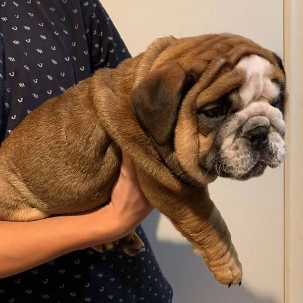 bulldog inglese