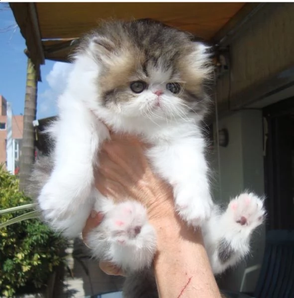 bellissimi gattini persiani per l'adozione | Foto 1