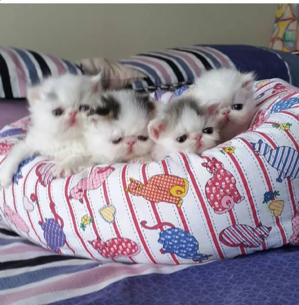 bellissimi gattini persiani per l'adozione