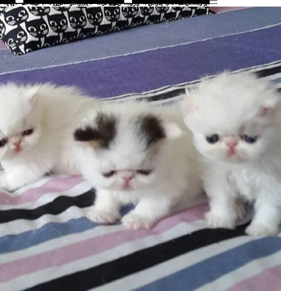 bellissimi gattini persiani per l'adozione | Foto 0