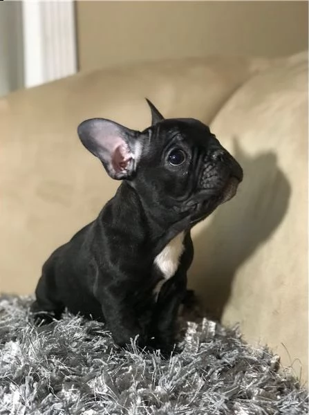cuccioli di bulldog francese in vendita   cuccioli di bulldog francese maschi e femmine registrati n