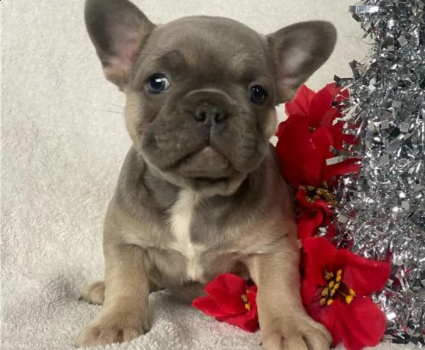 cuccioli di bulldog francese in vendita