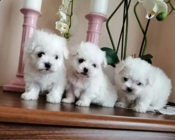 vendita cucciolo maltese cuccioli disponibili