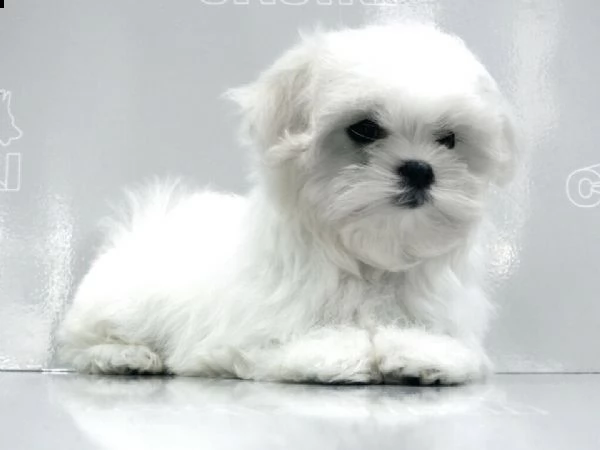cuccioli di maltese, 60 giorni, bianchi.