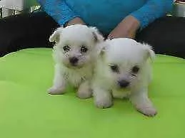 vendiamo cuccioli di barboncino maltese, di 70 giorni, già sverminati