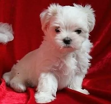 meraviglioso cucciolo di maltese maschio,