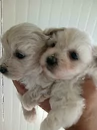 cuccioli di barboncino maltese, di 70 giorni, già sverminati