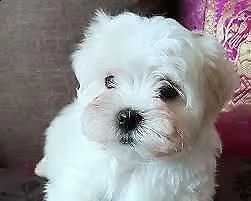 maltese nano di 70 giorni, sverminati e primo vaccino 